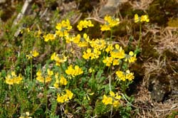 Hyppocrepis comosa